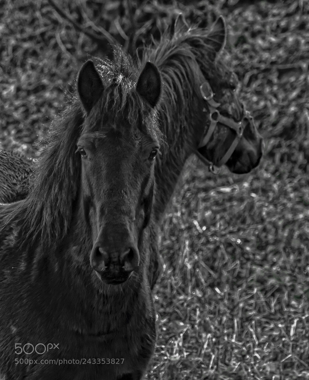 Nikon D200 sample photo. Untitled photography
