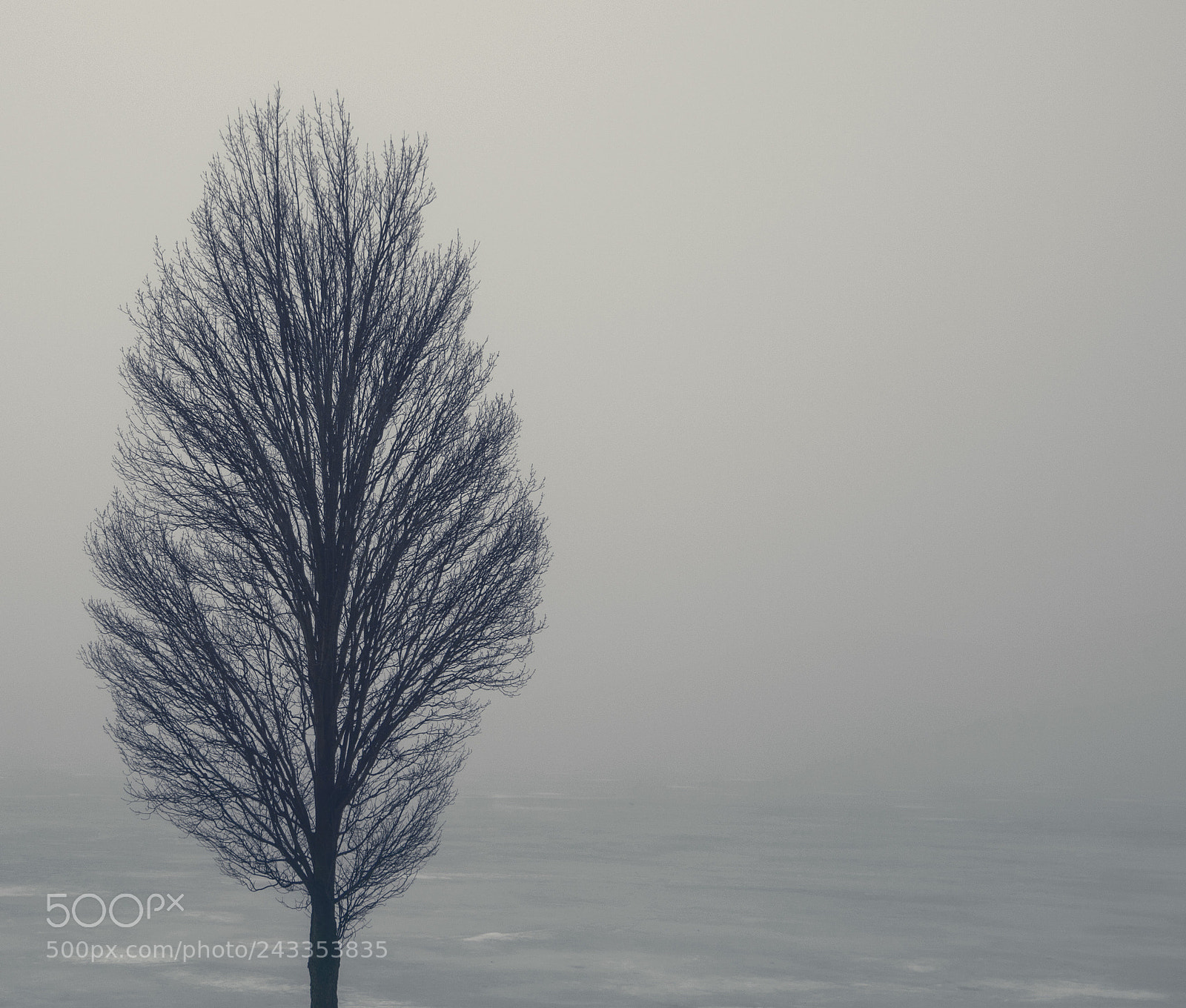 Nikon D3200 sample photo. Tree by sea photography