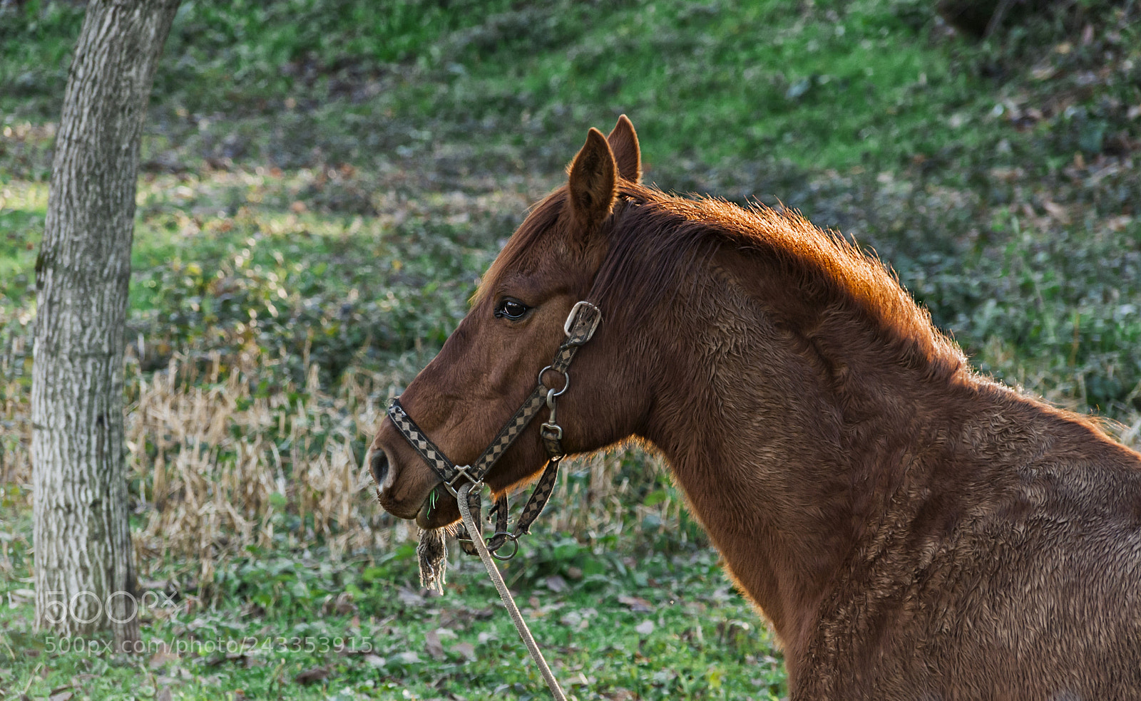 Nikon D200 sample photo. Untitled photography