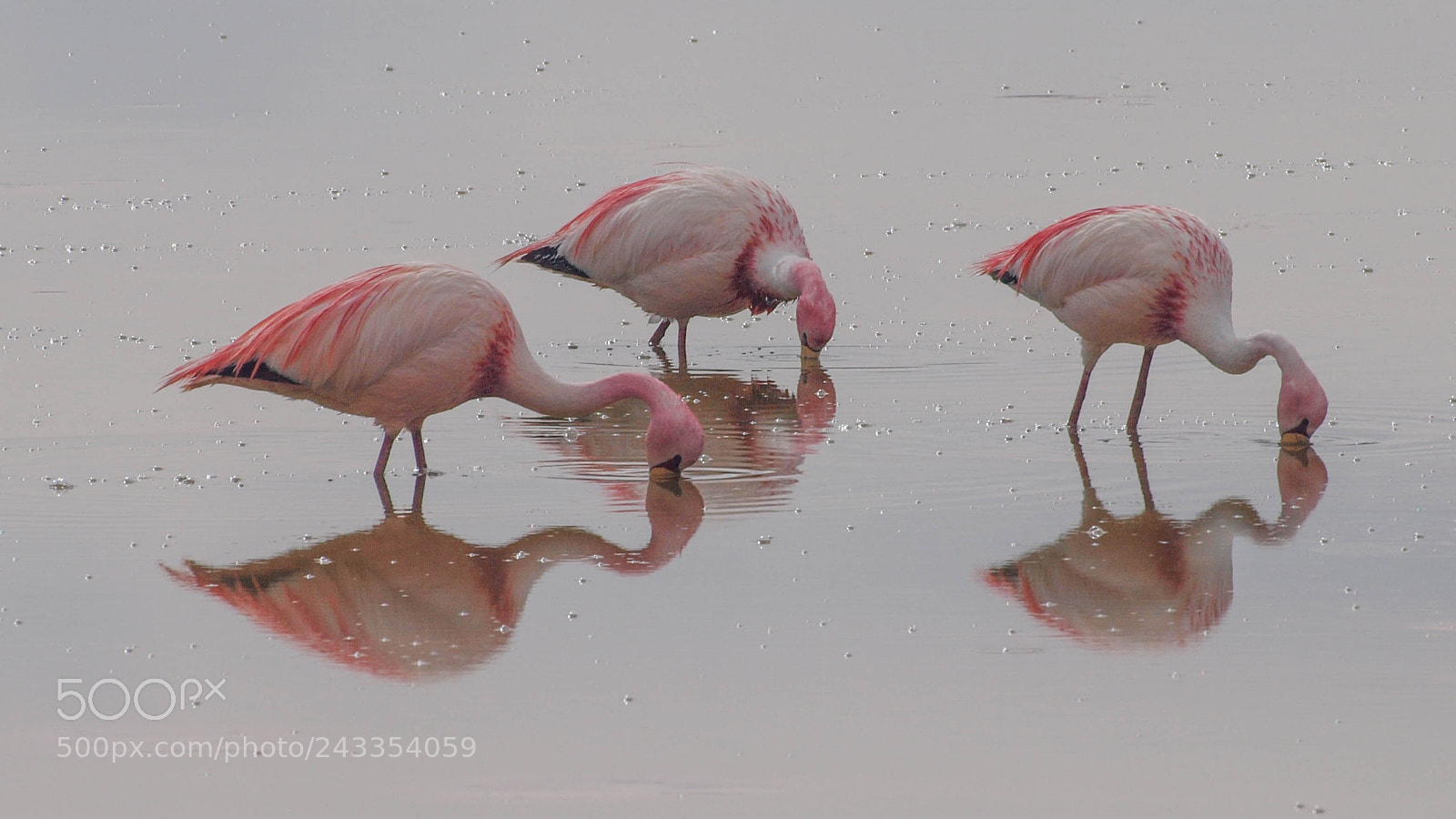 Olympus E-620 (EVOLT E-620) sample photo. Flamingo twingo photography