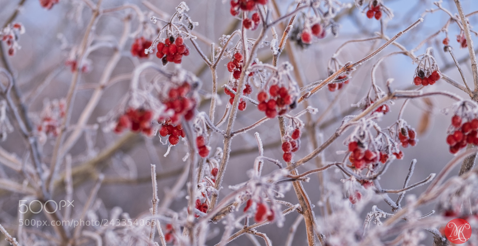 Fujifilm X-T1 sample photo. Frosted berries photography
