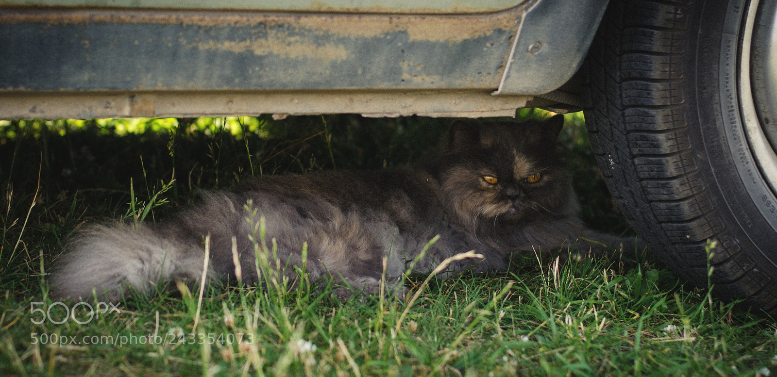 Nikon D5100 sample photo. Comfort photography