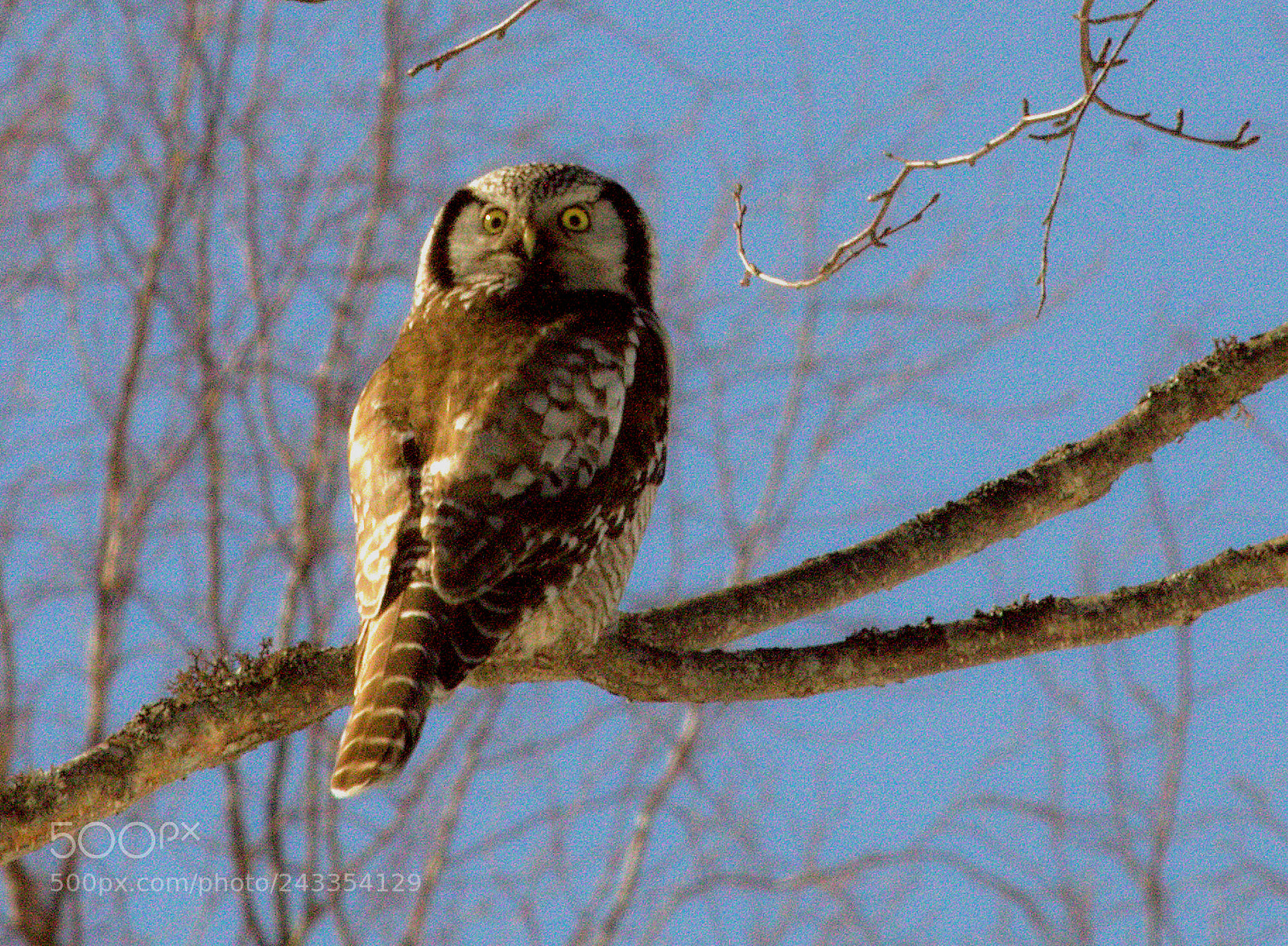 Canon EOS 50D sample photo. Hawk owl s rnia photography
