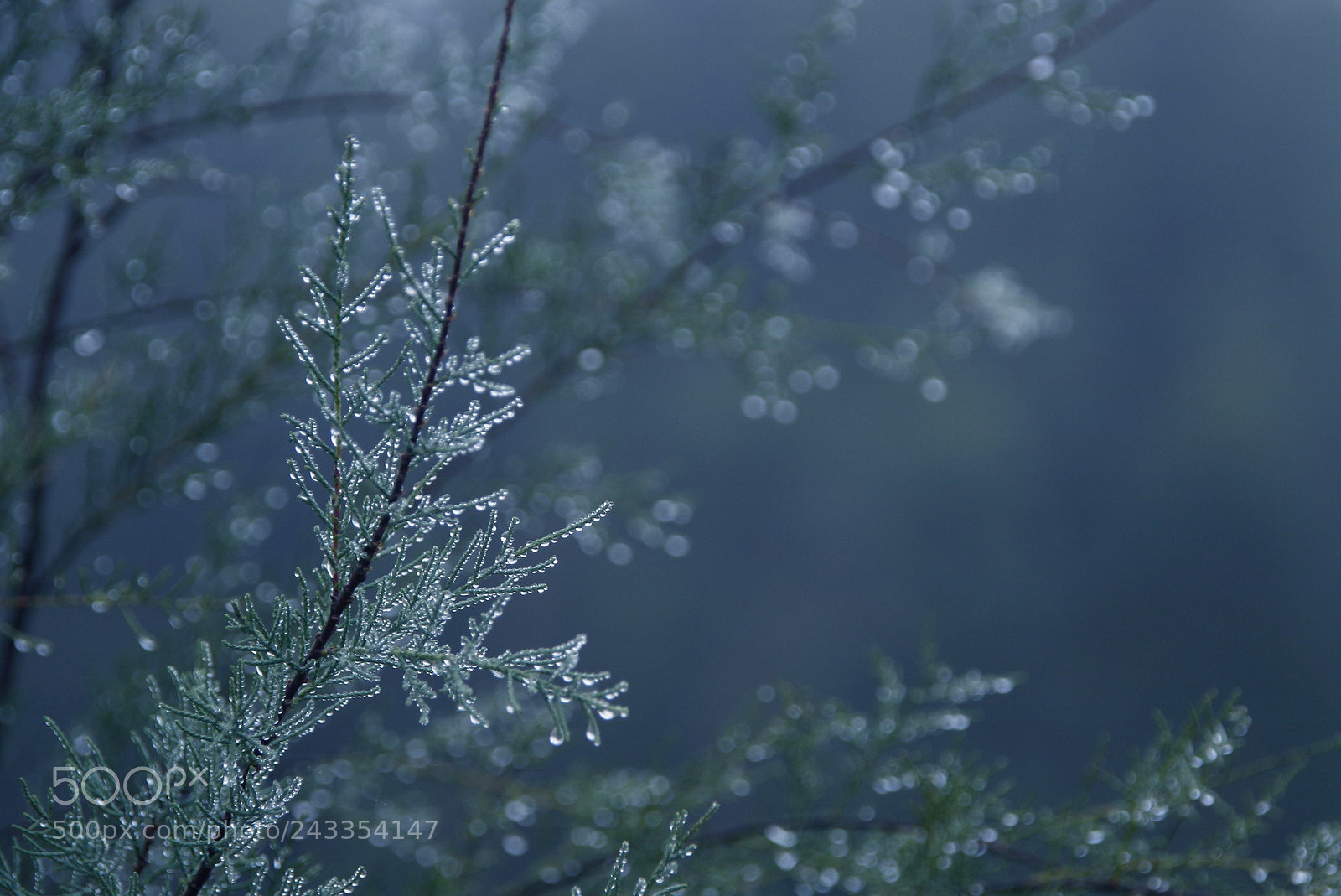 Canon EOS 30D sample photo. Field songs photography