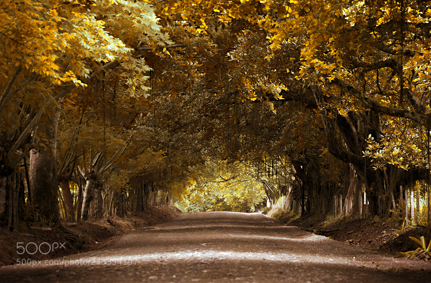 Pentax K-3 sample photo. Road of nature photography