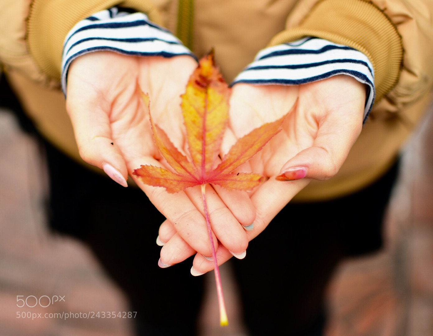 Nikon D5500 sample photo. Fallen leaf photography