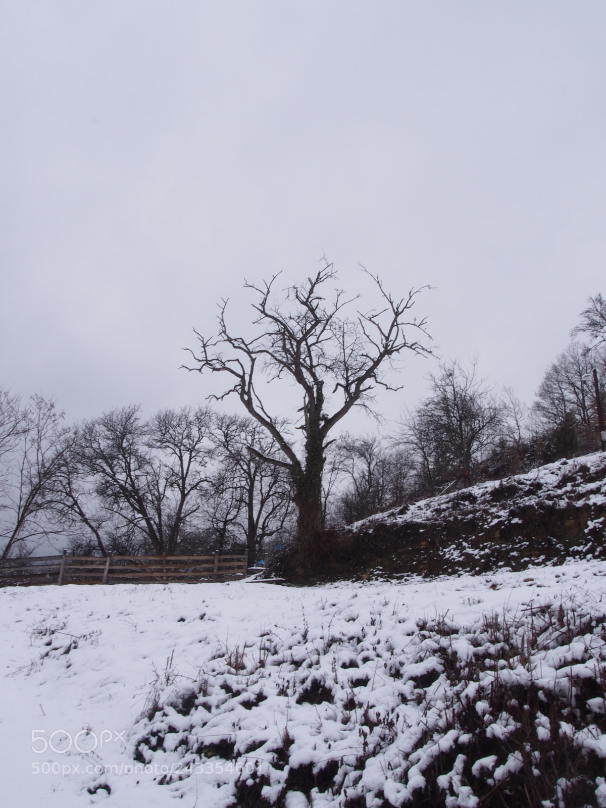 Olympus PEN E-PL5 sample photo. Mokra gora 2 photography