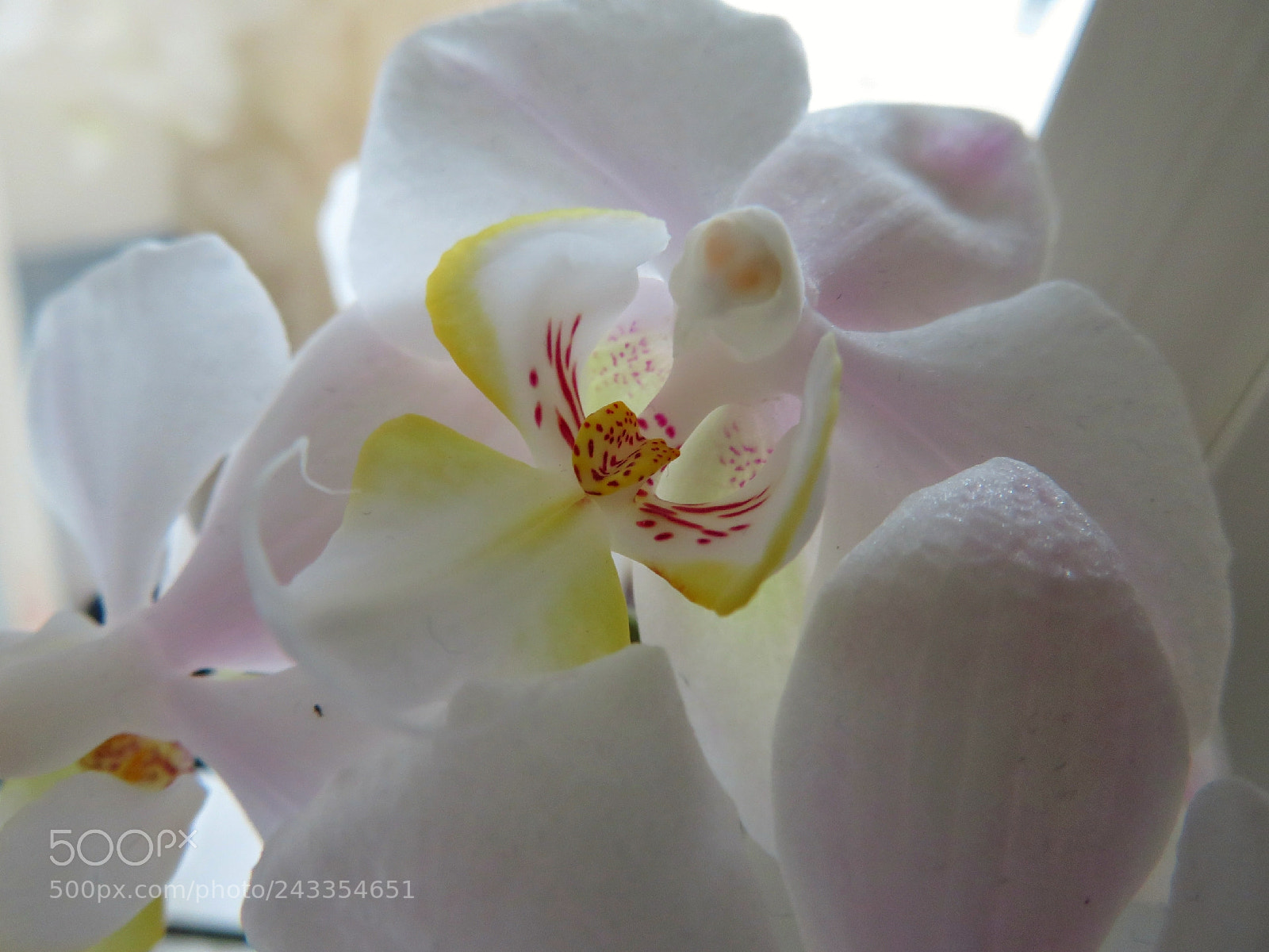 Canon PowerShot SX730 HS sample photo. Orchid photography