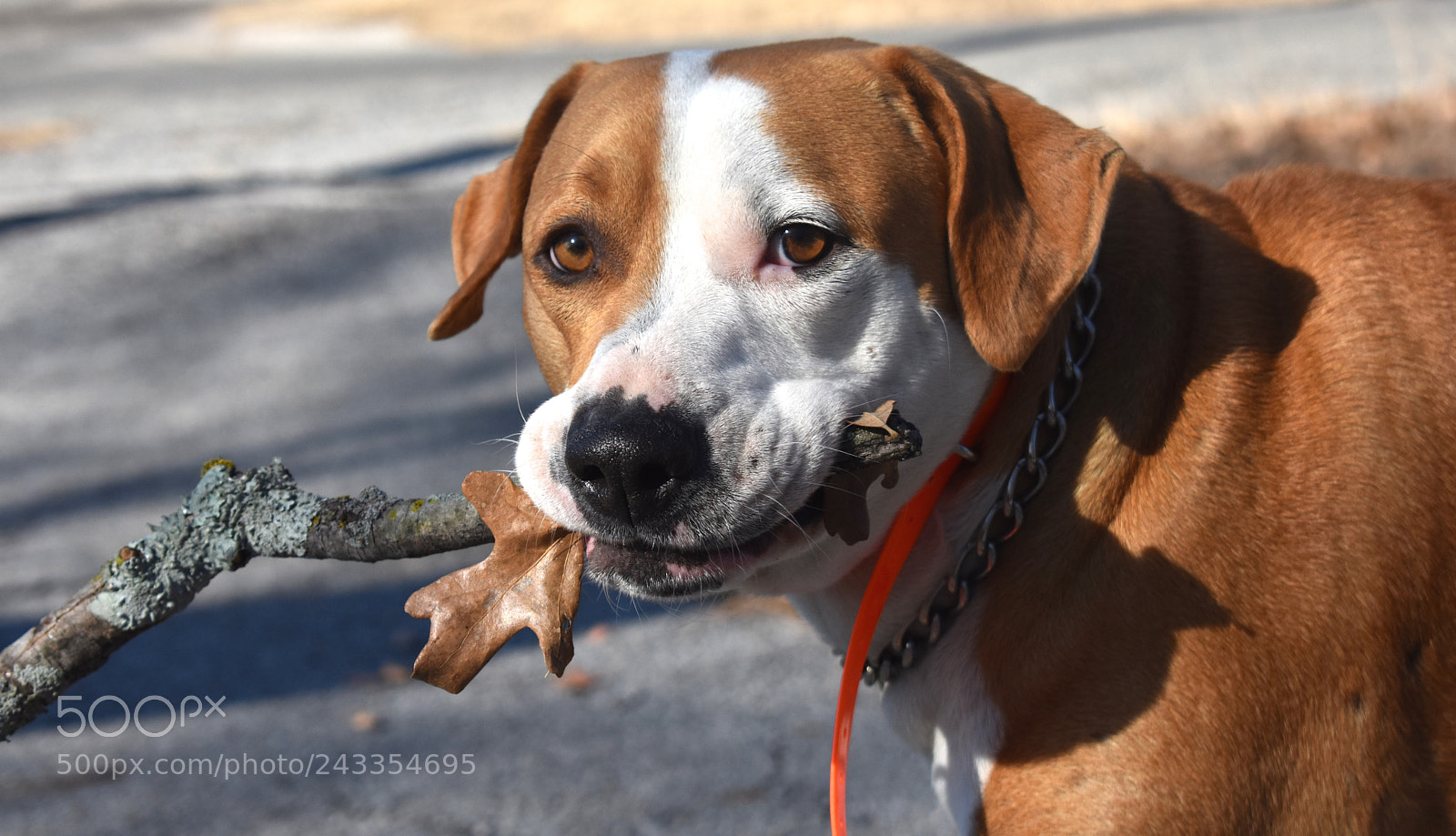 Nikon D3400 sample photo. Dsc photography