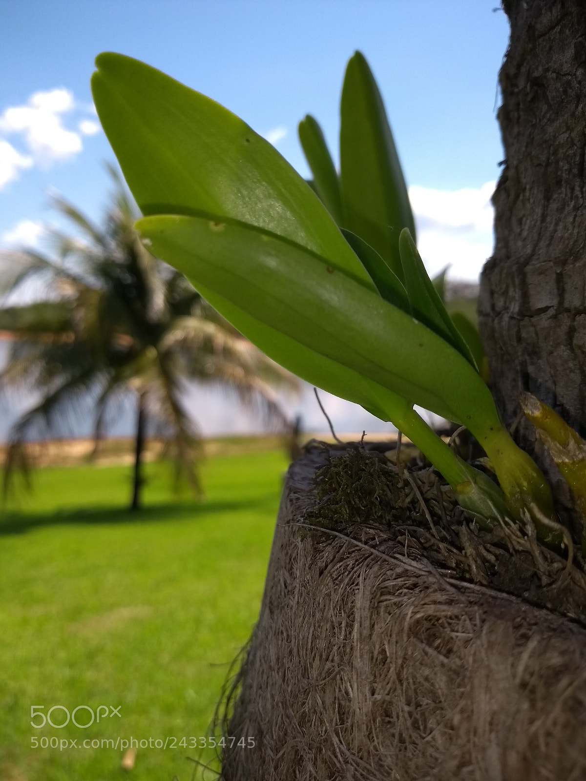 Motorola Moto G (5S) sample photo. Orquídea photography