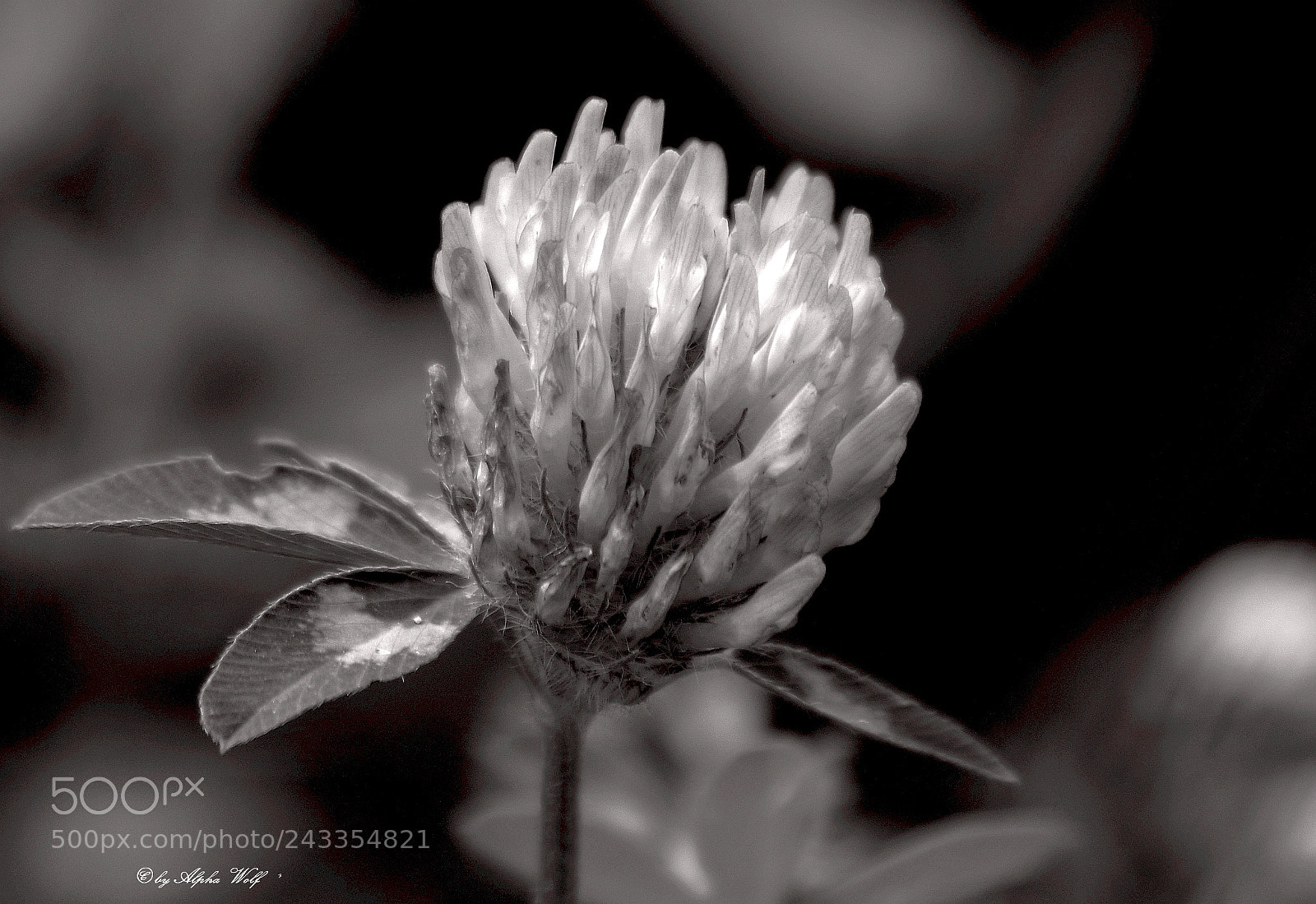 Pentax K-1 sample photo. Clover photography