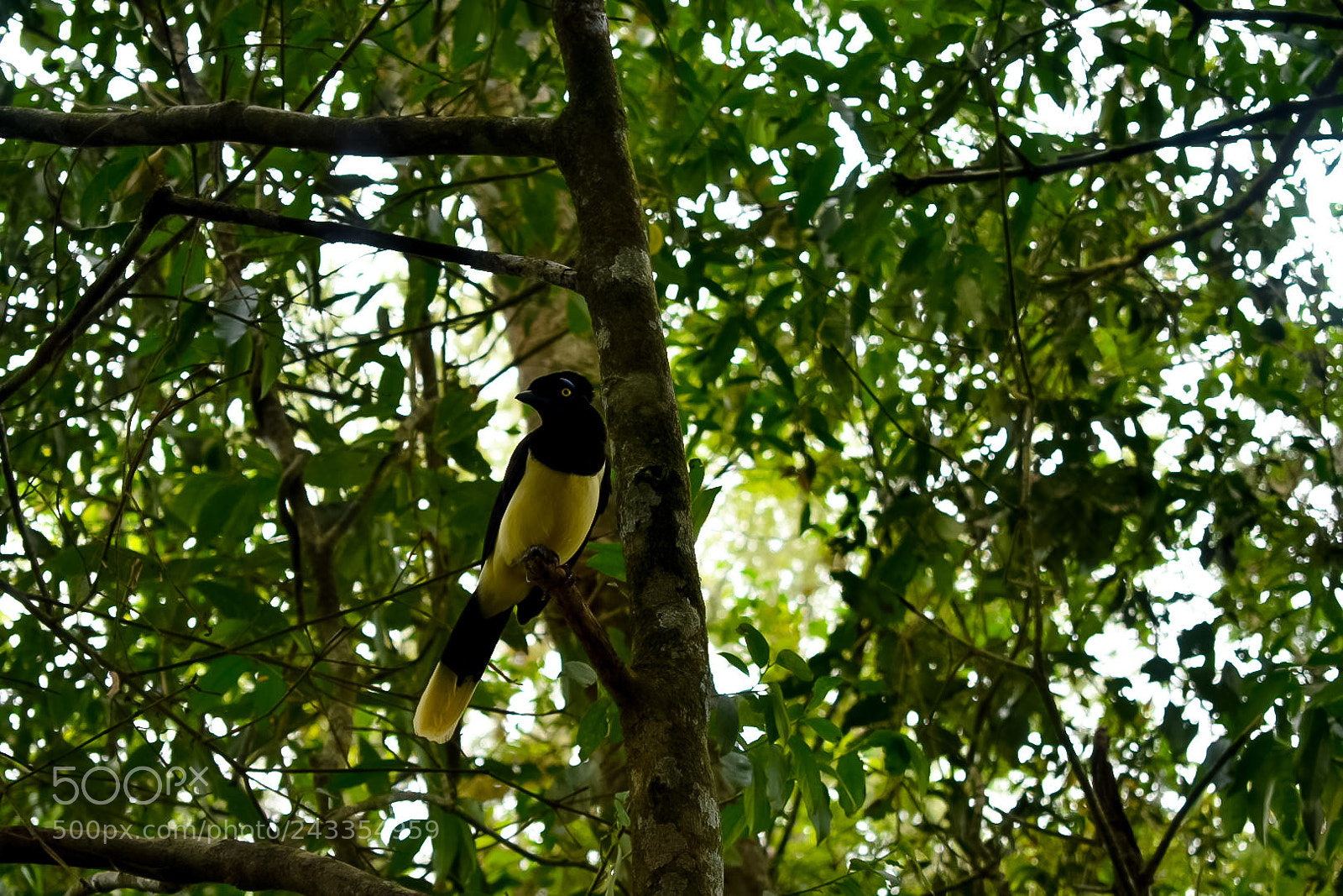 Nikon D3400 sample photo. Some bird photography