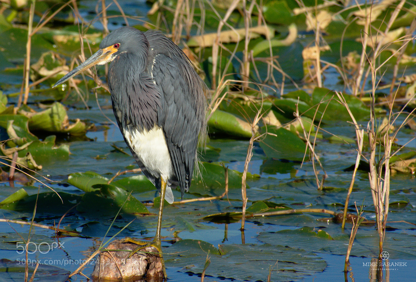 Nikon D3400 sample photo. Tricolored heron photography