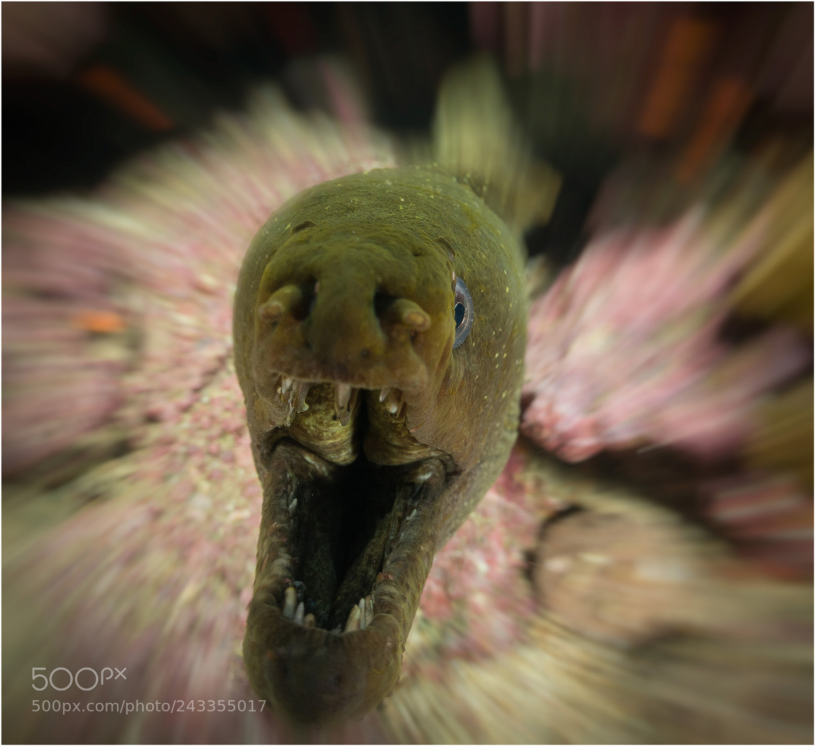 Nikon D800E sample photo. Attack! photography