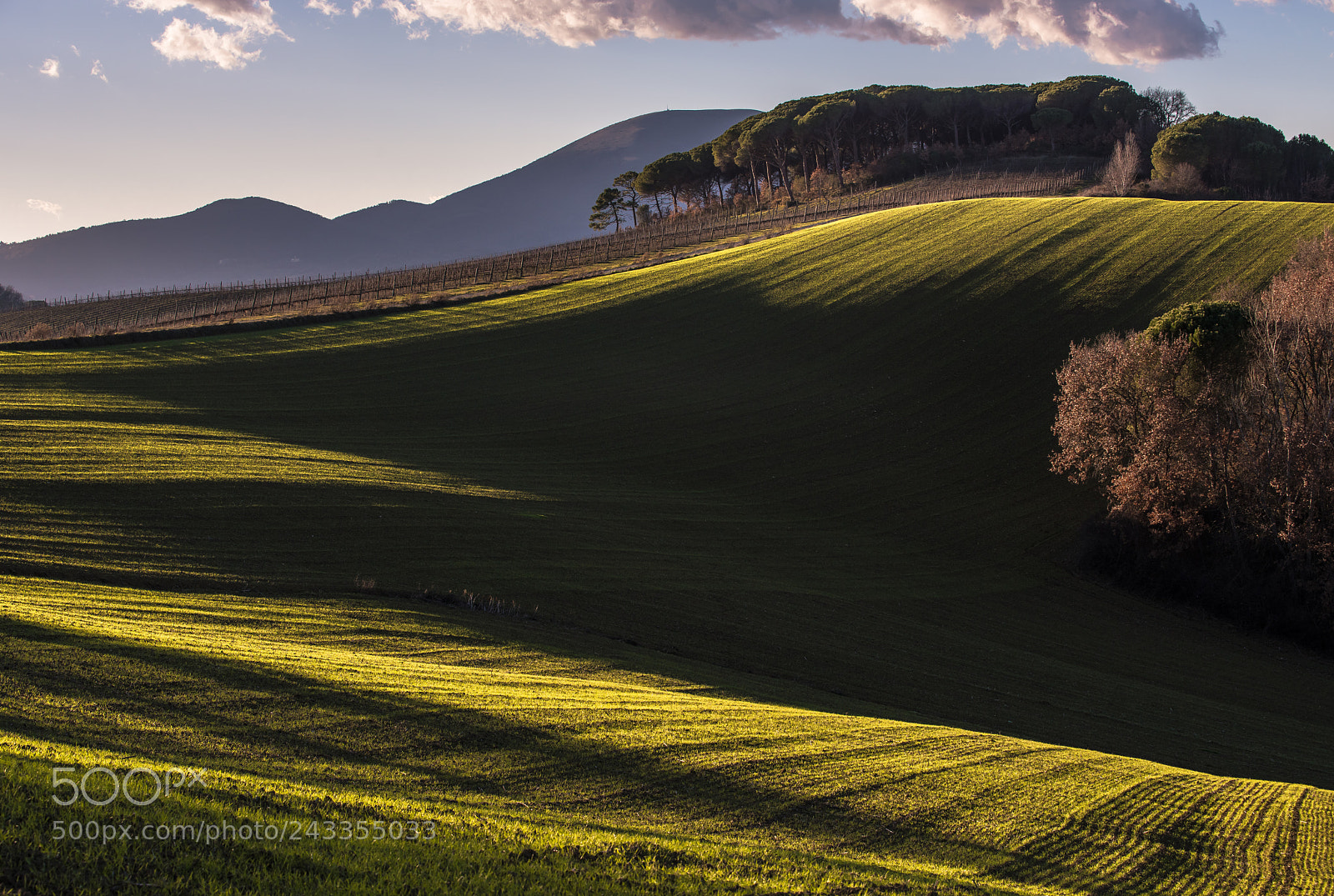 Nikon D810 sample photo. Carezze alla campagna photography