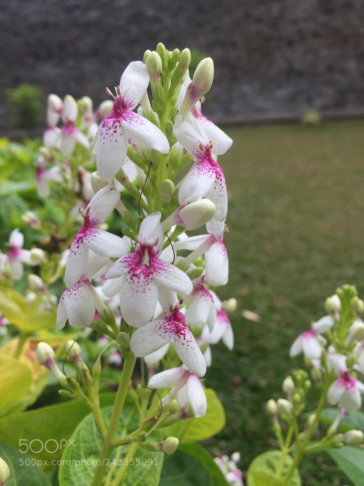 Apple iPhone 6 sample photo. Flower in sunday photography