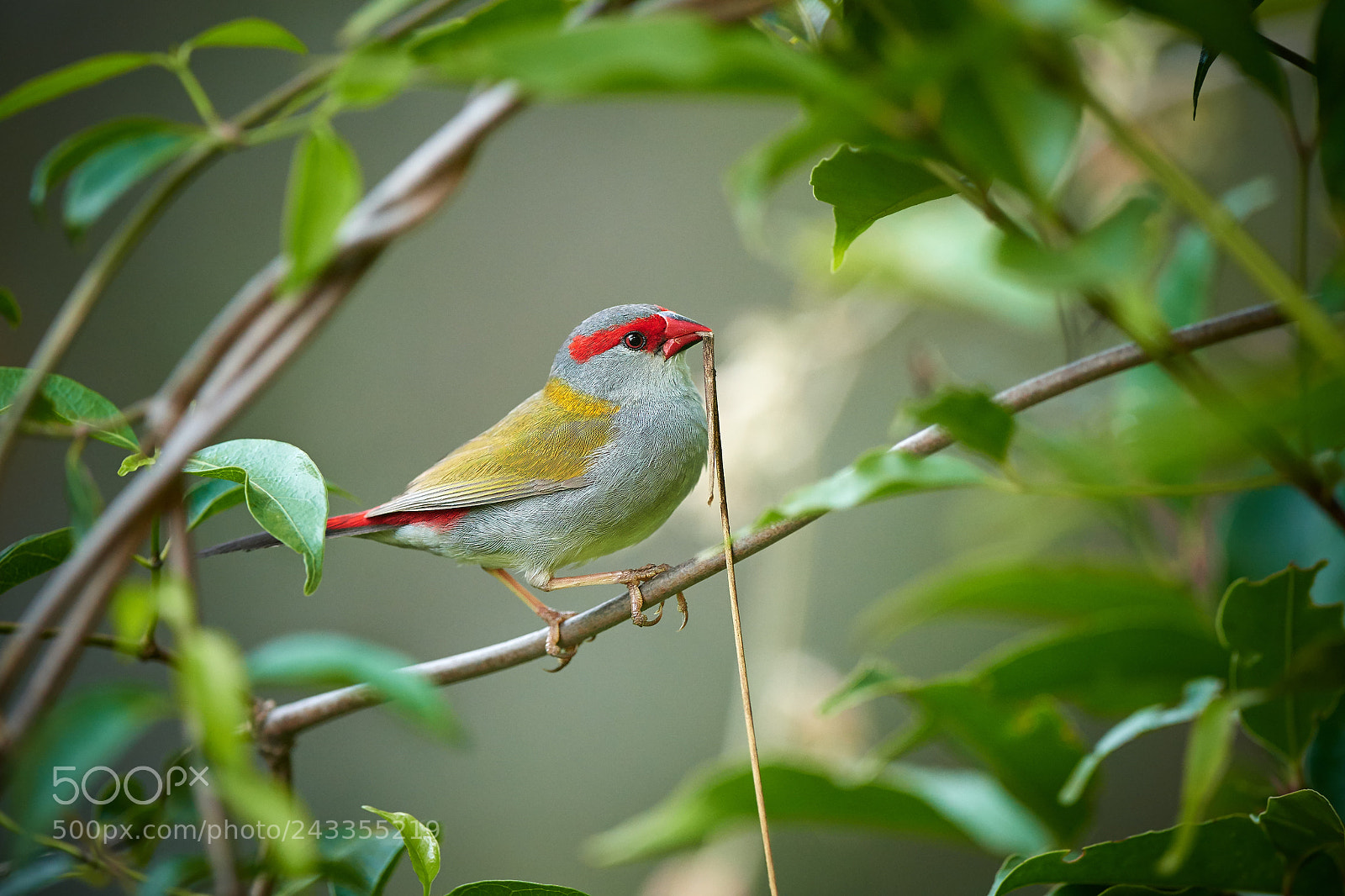 Nikon D500 sample photo. Red-browed finch (neochmia temporalis) photography