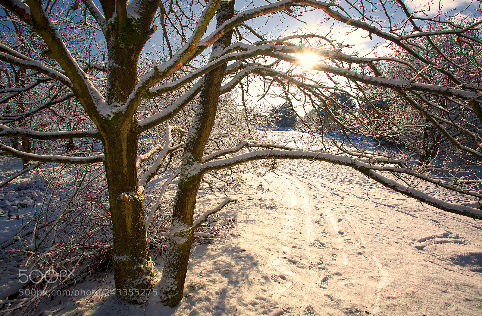 Canon EOS 5D sample photo. Snow photography