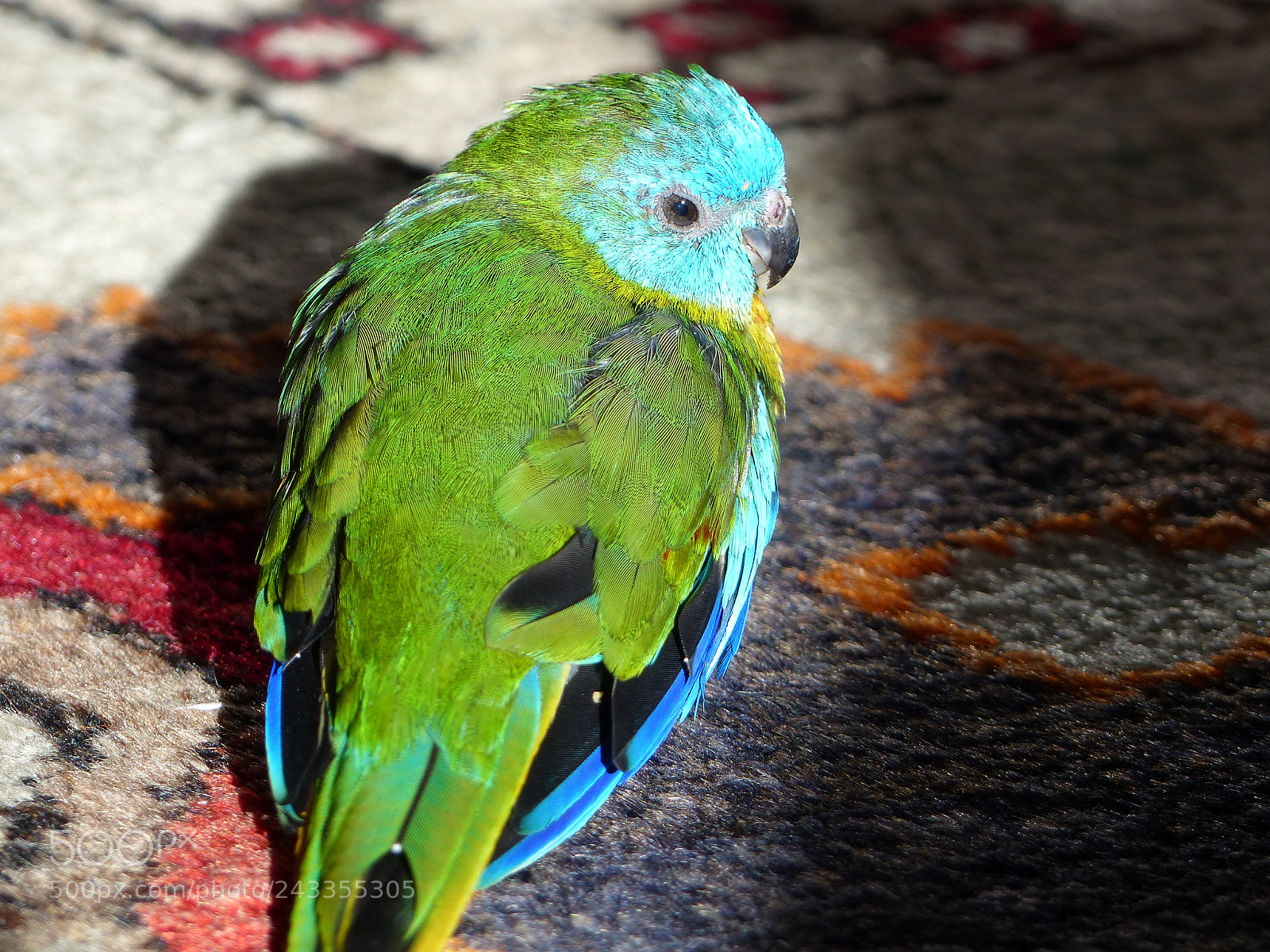 Panasonic Lumix DMC-FZ200 sample photo. P photography