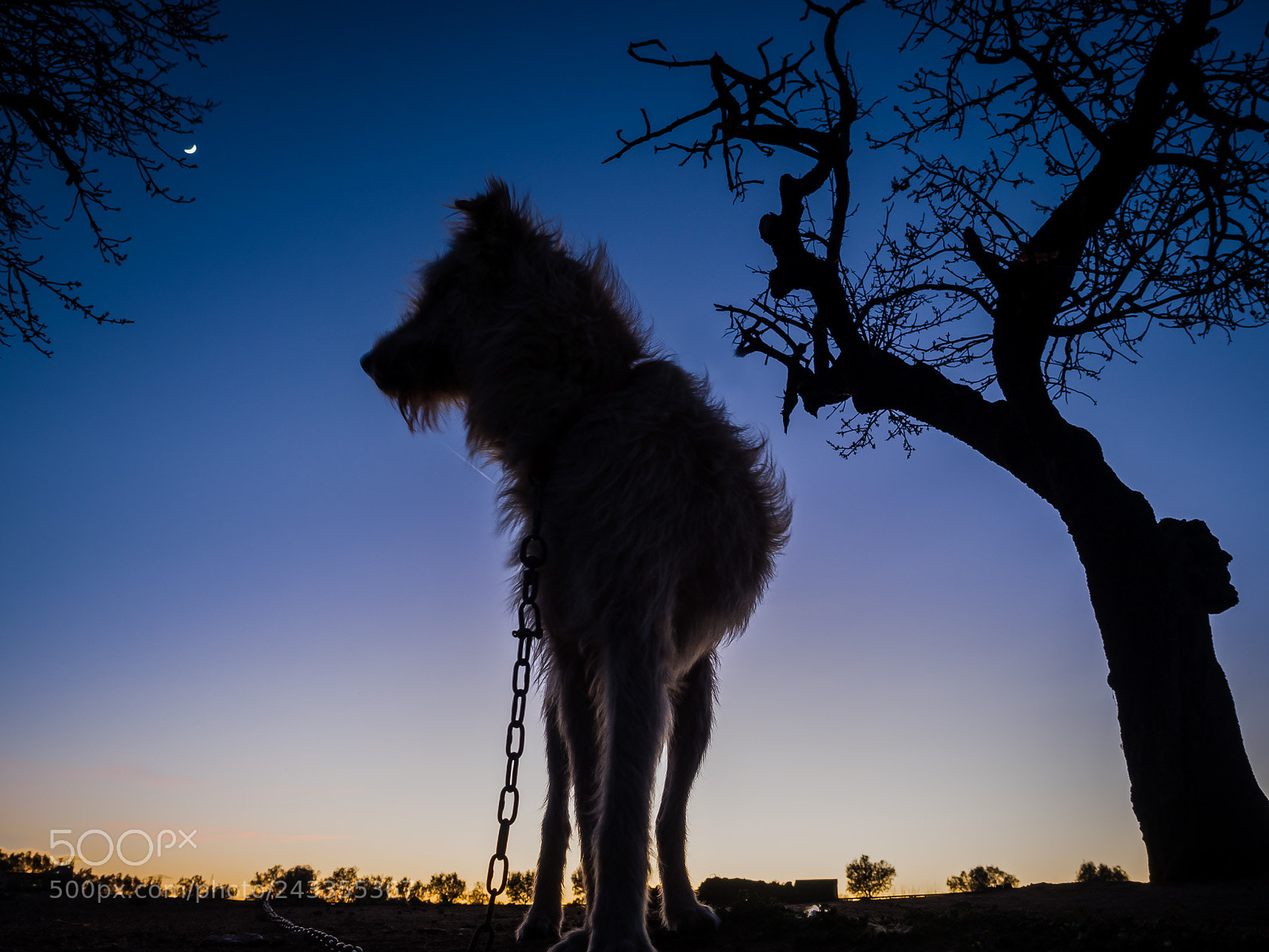 Olympus OM-D E-M1 Mark II sample photo. A dog in chains.. photography