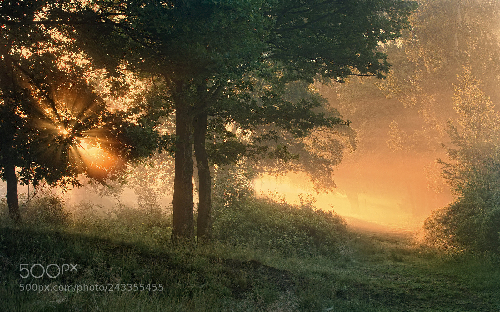 Canon EOS 5D sample photo. Misty sunrise photography