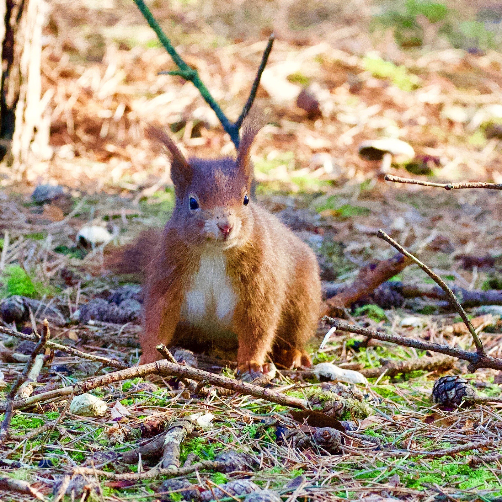Canon EOS 7D Mark II sample photo. Red squirrel photography