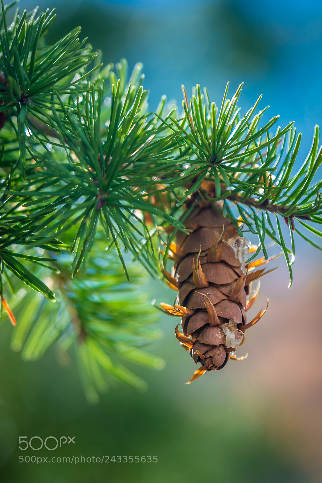 Nikon D7100 sample photo. Lone cone photography