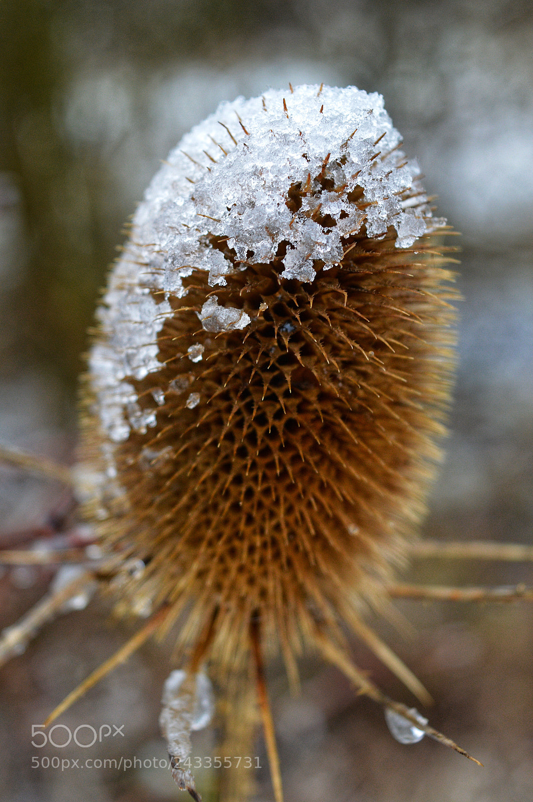 Nikon D3200 sample photo. Snow thistle photography