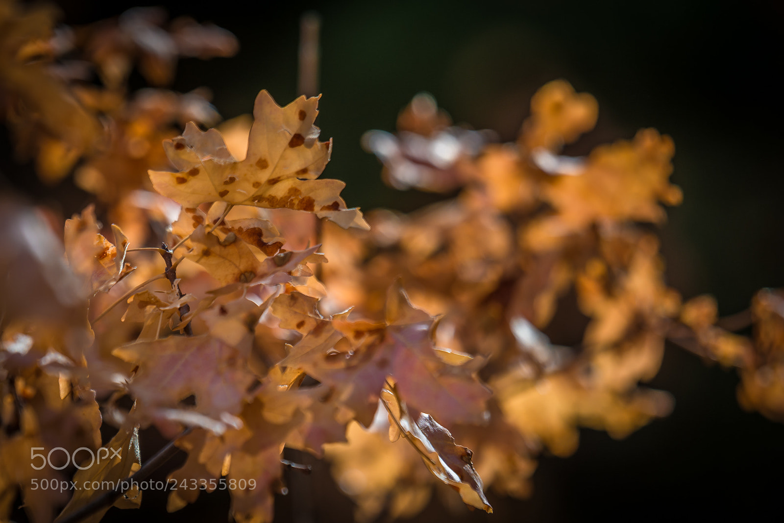 Nikon D7100 sample photo. Spotted leaves photography