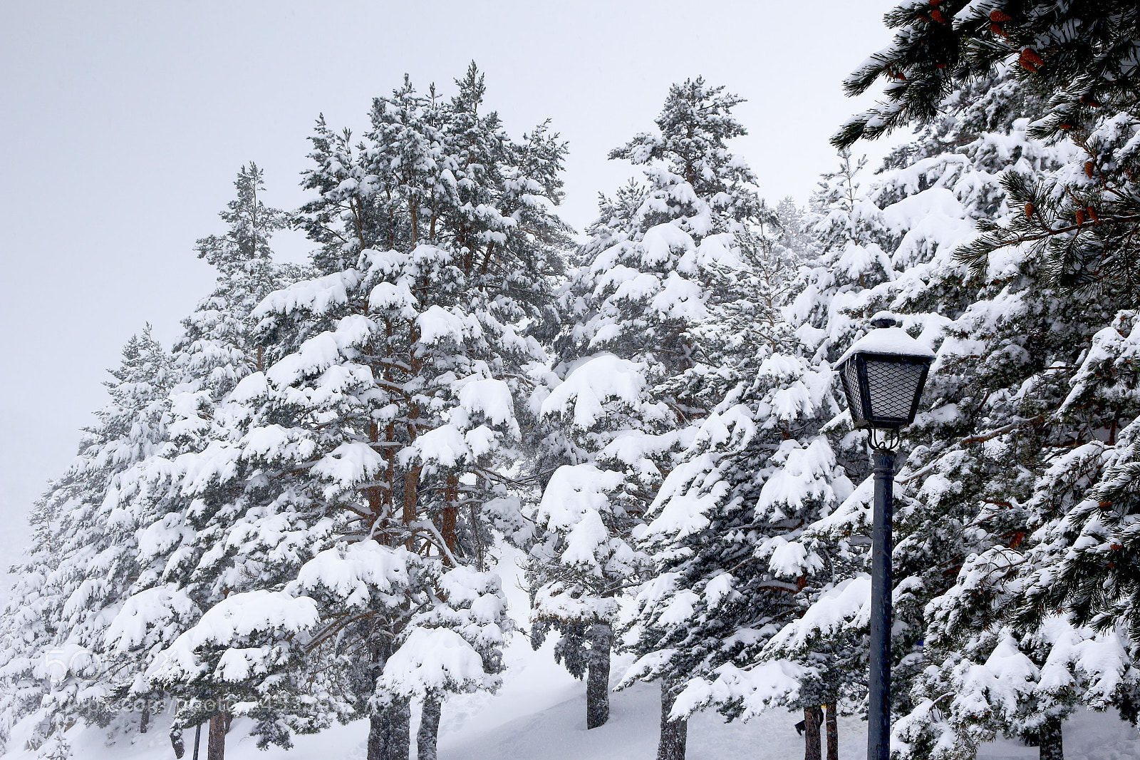 Canon EOS 100D (EOS Rebel SL1 / EOS Kiss X7) sample photo. Welcome to narnia photography