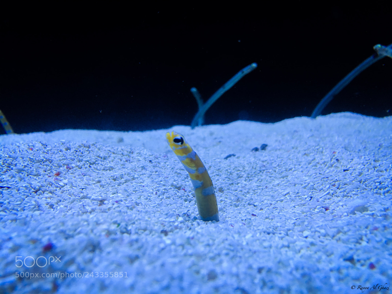 Apple iPhone 6s sample photo. Heteroconger (garden eel) photography