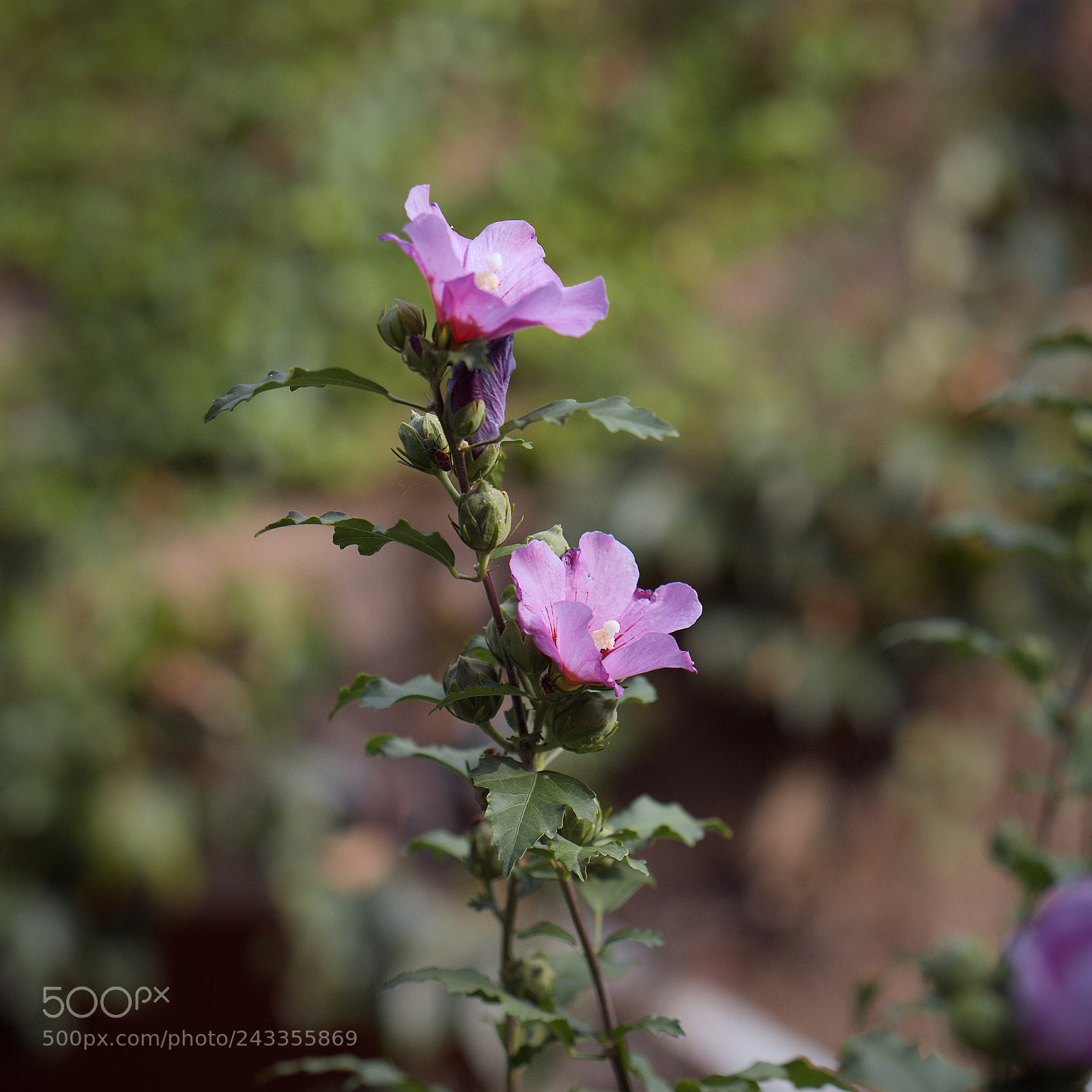 Panasonic Lumix DC-GH5 sample photo. *** photography