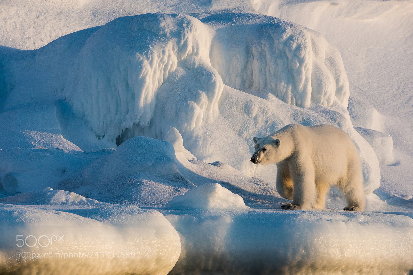 Nikon D810 sample photo. Walking on the frozen photography