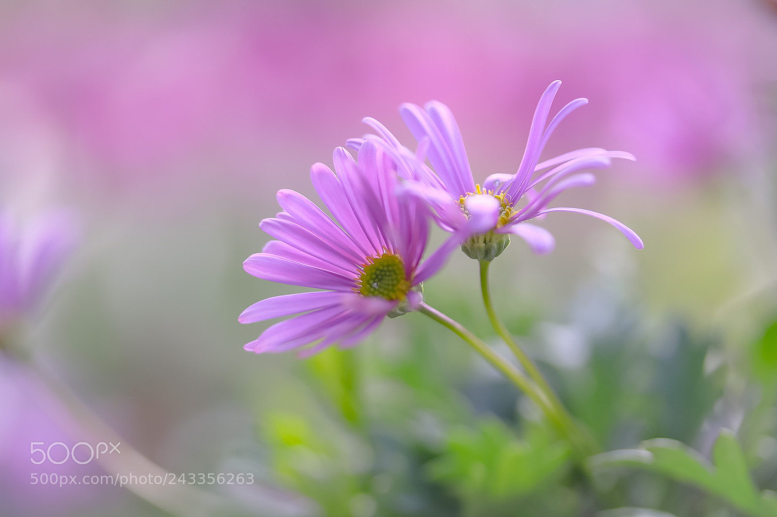 Canon EOS 760D (EOS Rebel T6s / EOS 8000D) sample photo. Always by your side photography