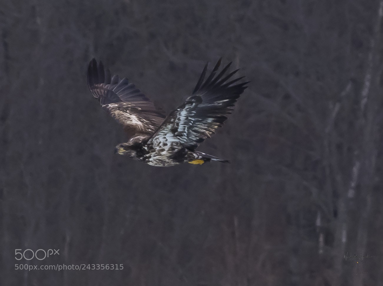 Nikon D7200 sample photo. Immature on wing photography