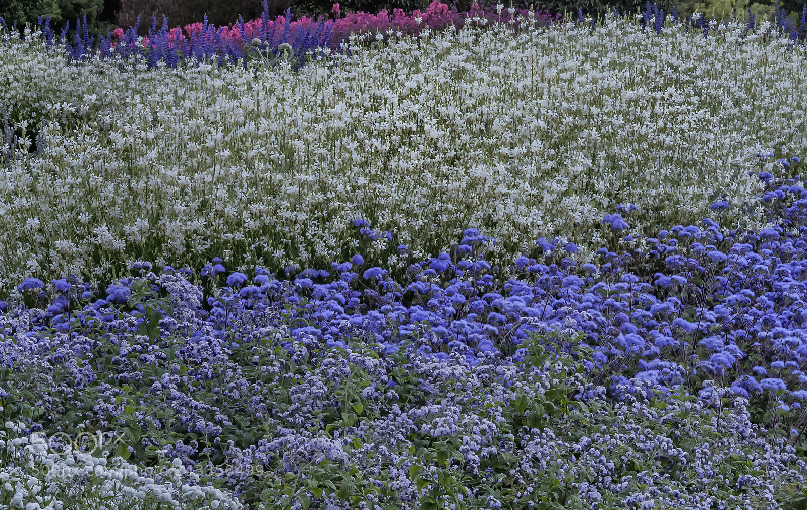 Nikon D700 sample photo. Arrangement, botanic gardens photography
