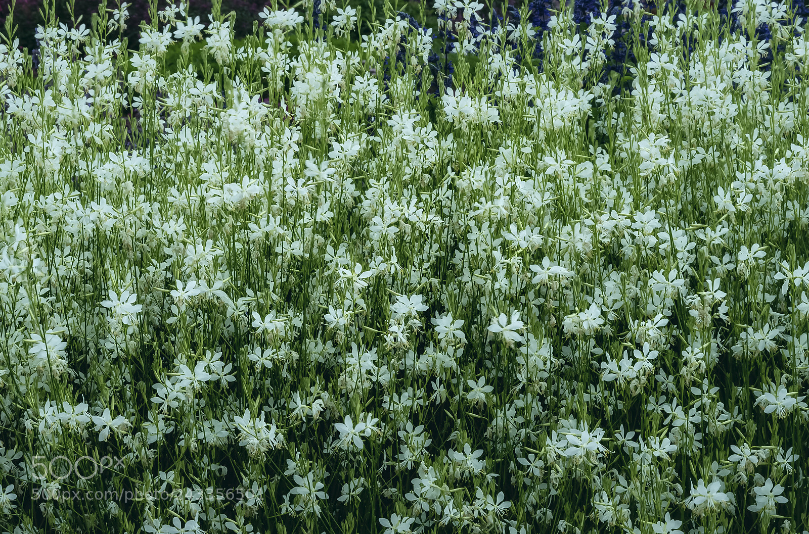Nikon D700 sample photo. Arrangement, botanic gardens photography