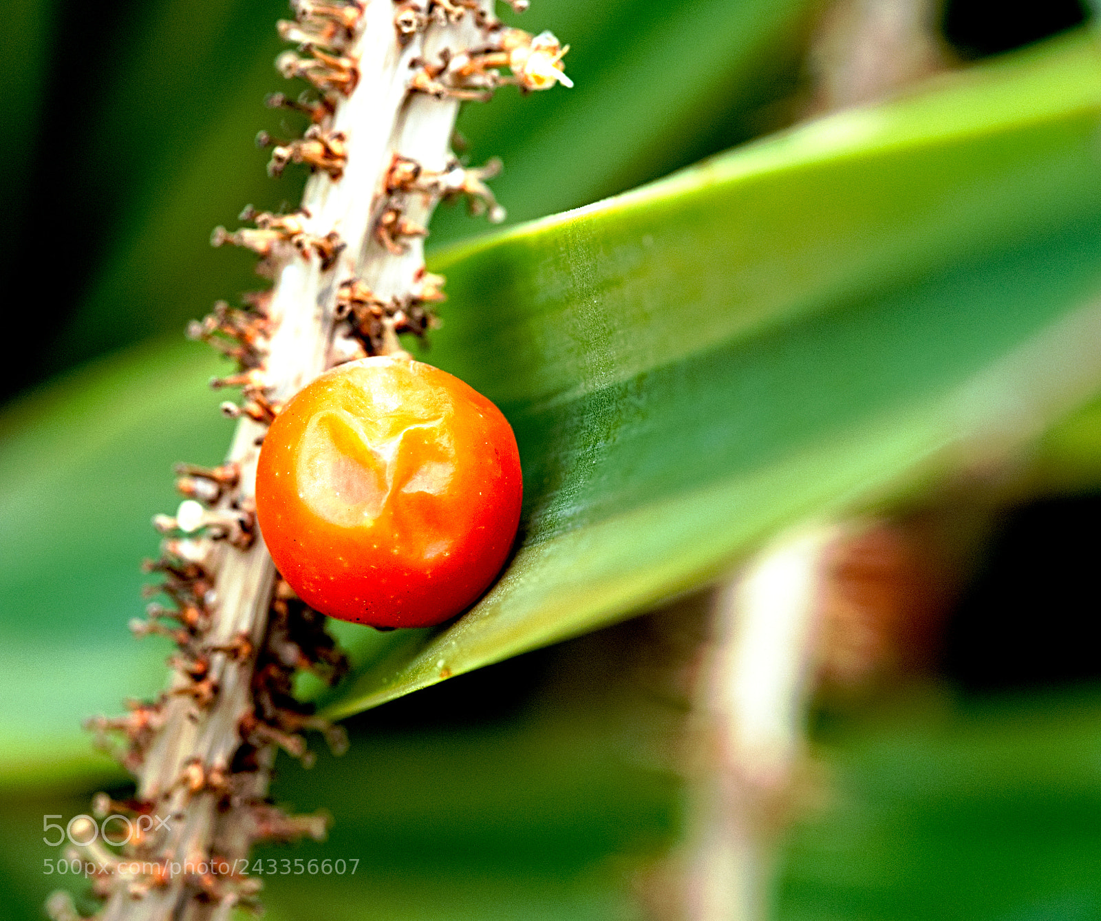 Olympus OM-D E-M10 II sample photo. Japanese garden flowers photography