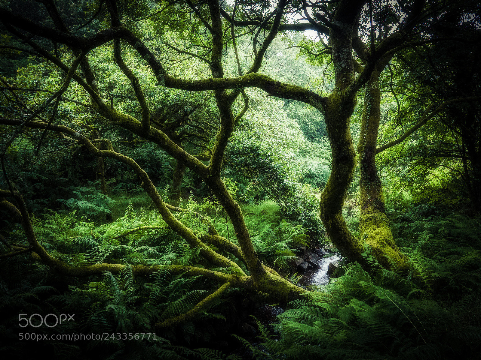 Panasonic Lumix DMC-GX8 sample photo. Fern vally photography