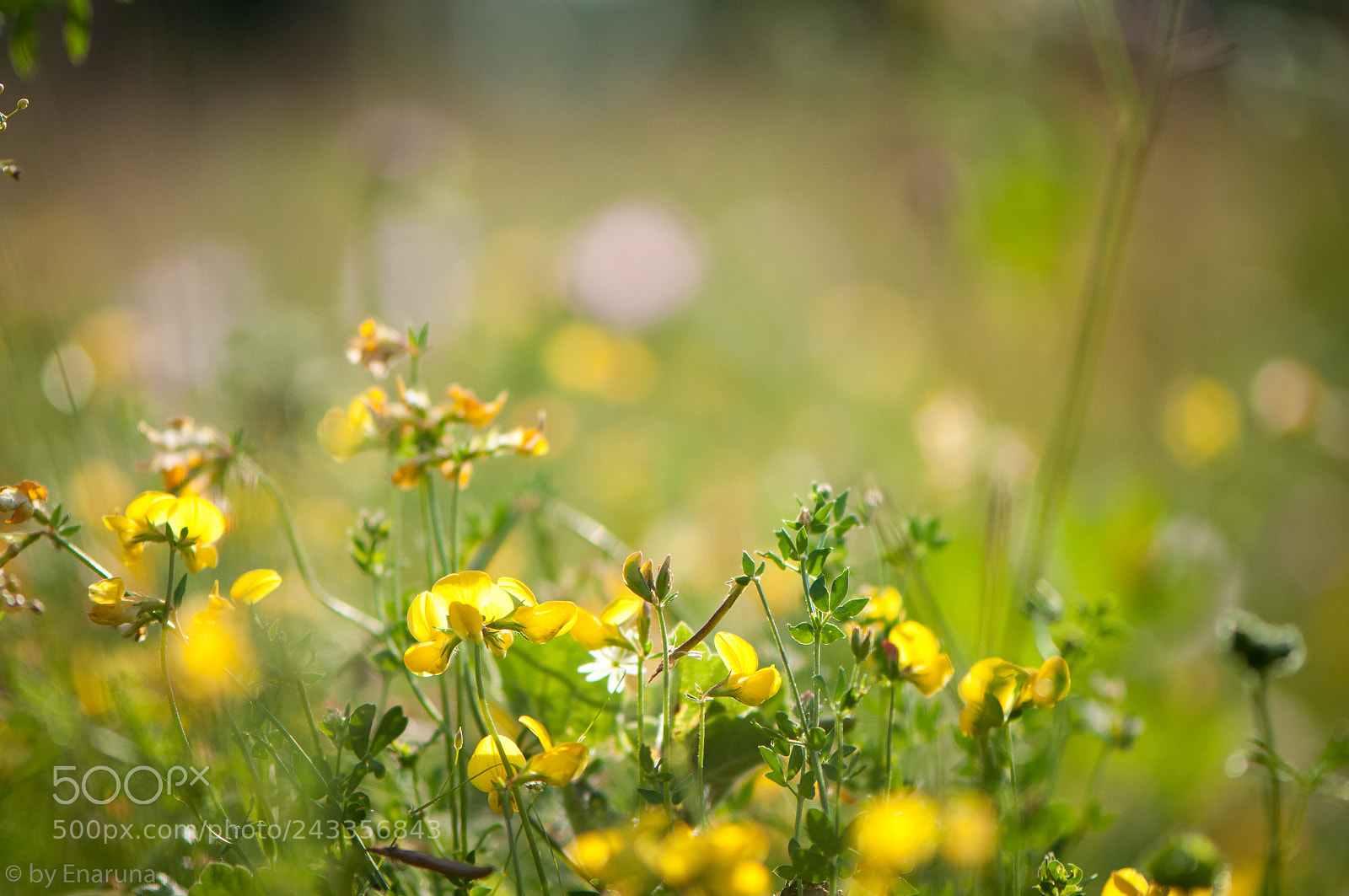 Nikon D300S sample photo. Flowers on a summer photography