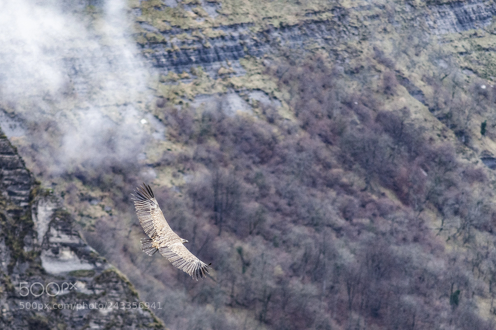 Nikon D610 sample photo. The king of urkabustaiz photography