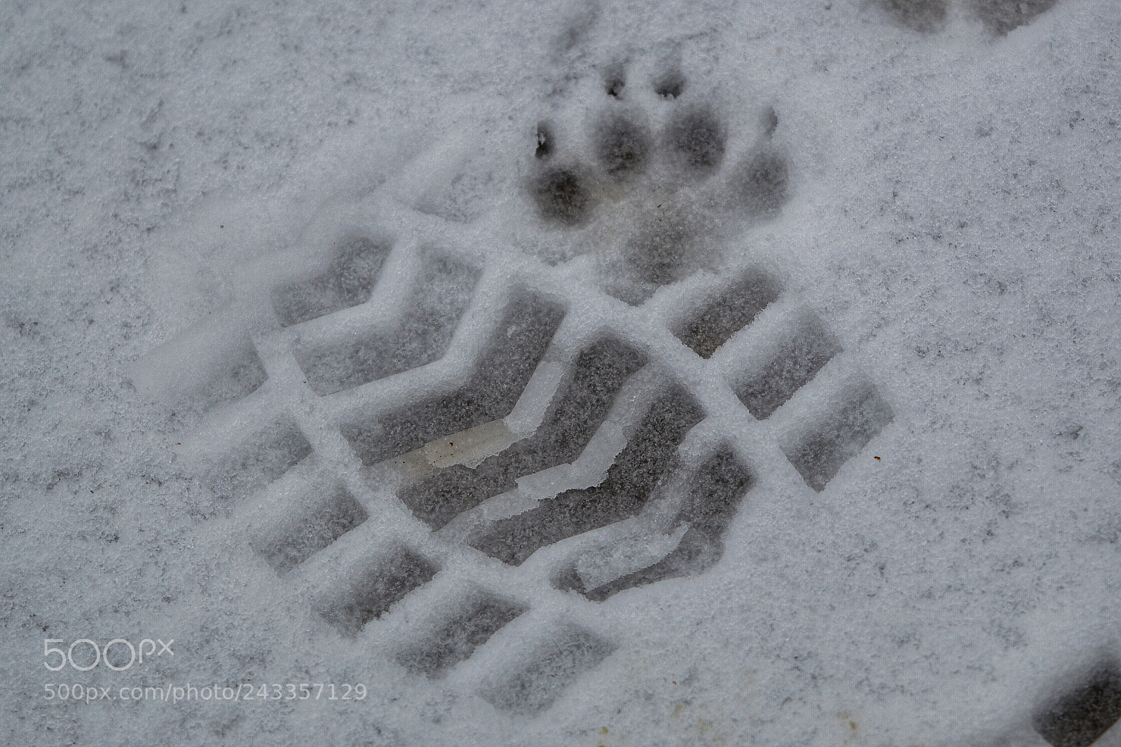 Nikon D3200 sample photo. Mans best friend photography