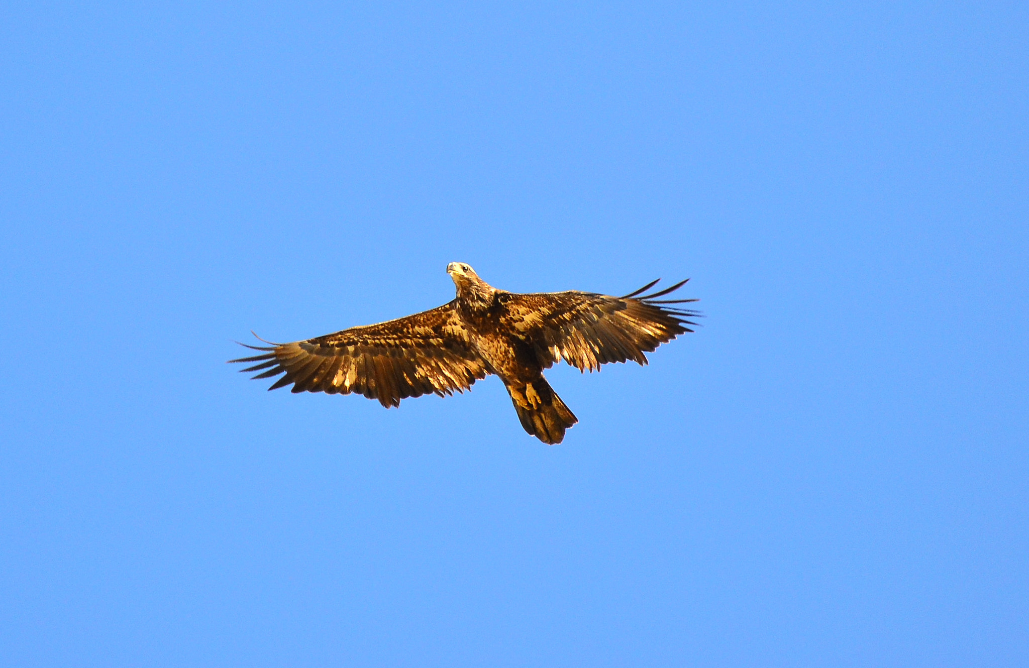 Nikon D3100 sample photo. Juvi bald eagle photography