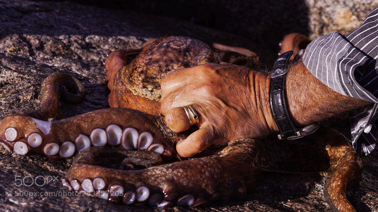 Sony a7 II sample photo. Octopus photography