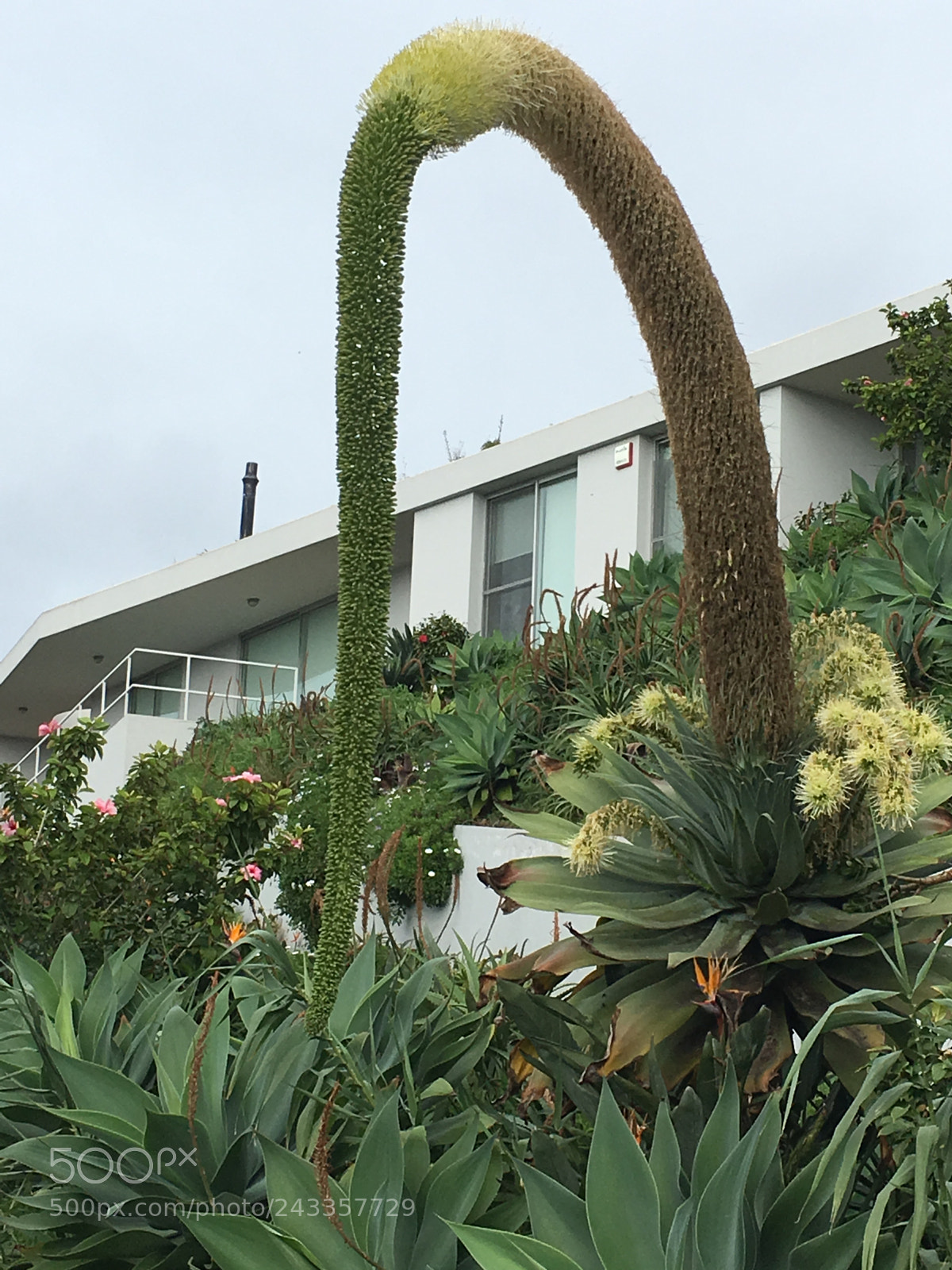 Apple iPhone 6s Plus sample photo. Giant flower in sao photography