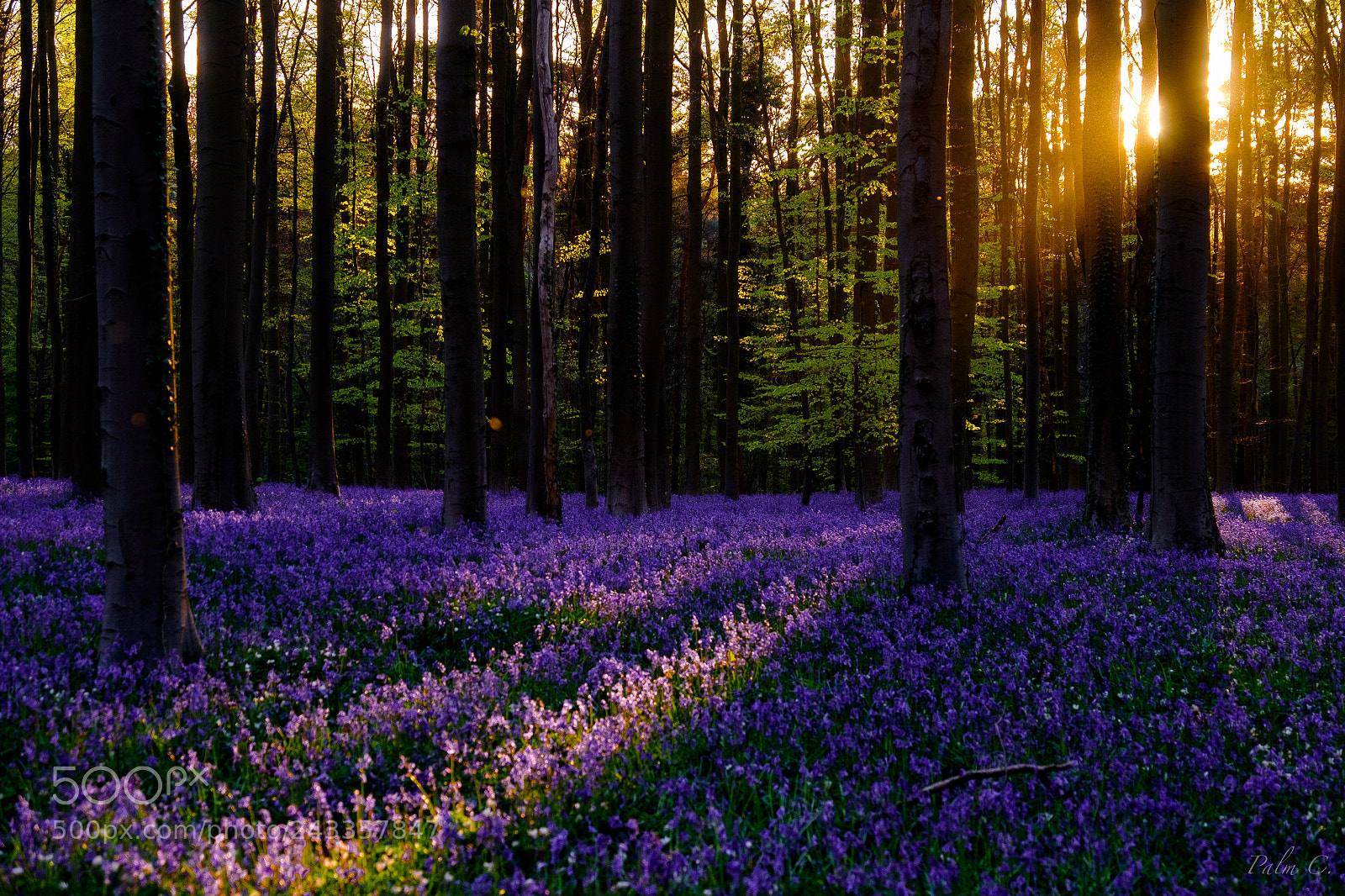 Fujifilm X-T1 sample photo. Hallerbos photography