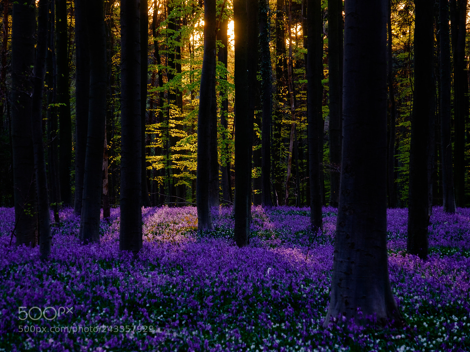 Fujifilm X-T1 sample photo. Hallerbos photography