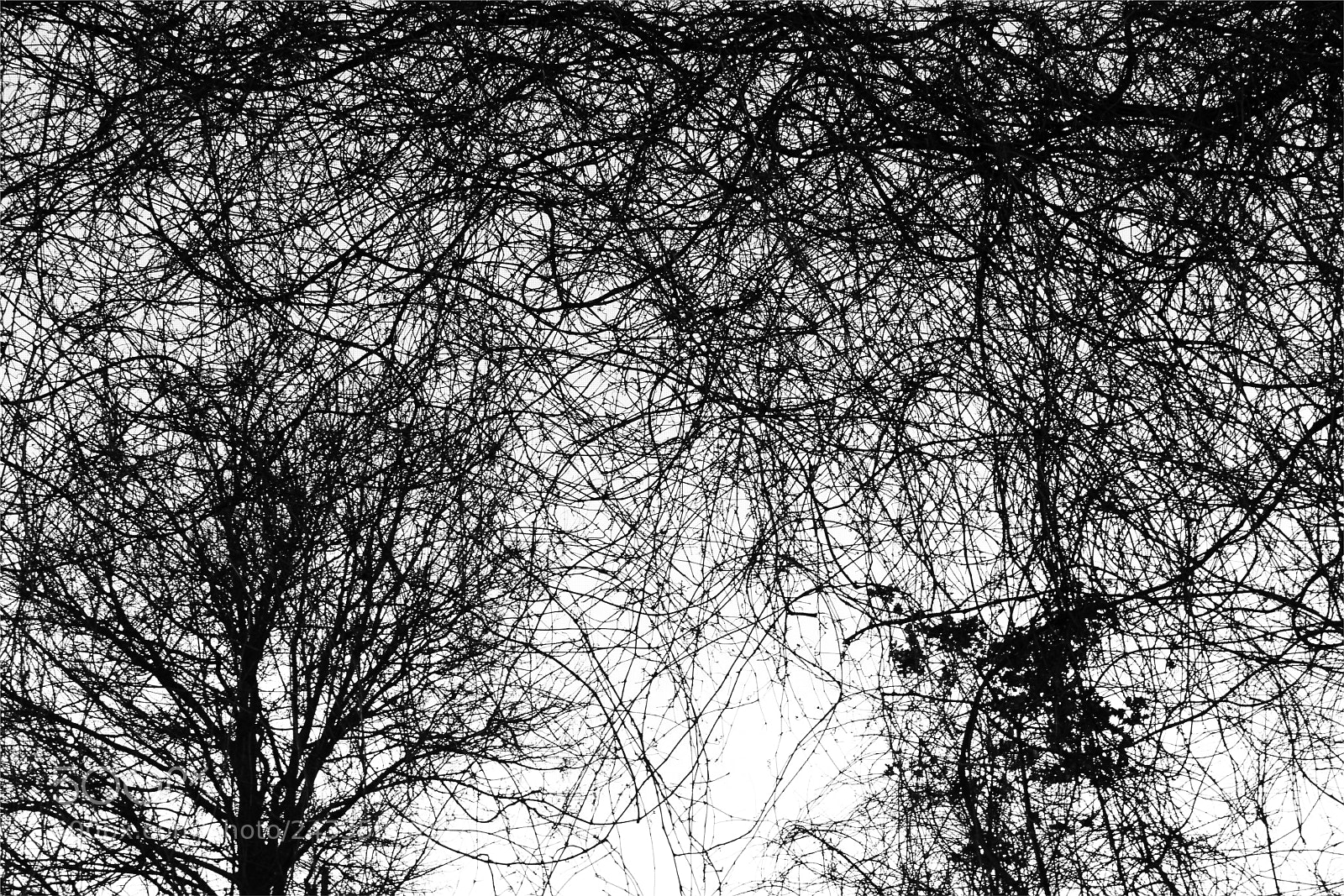 Nikon 1 V1 sample photo. Texture of nature photography