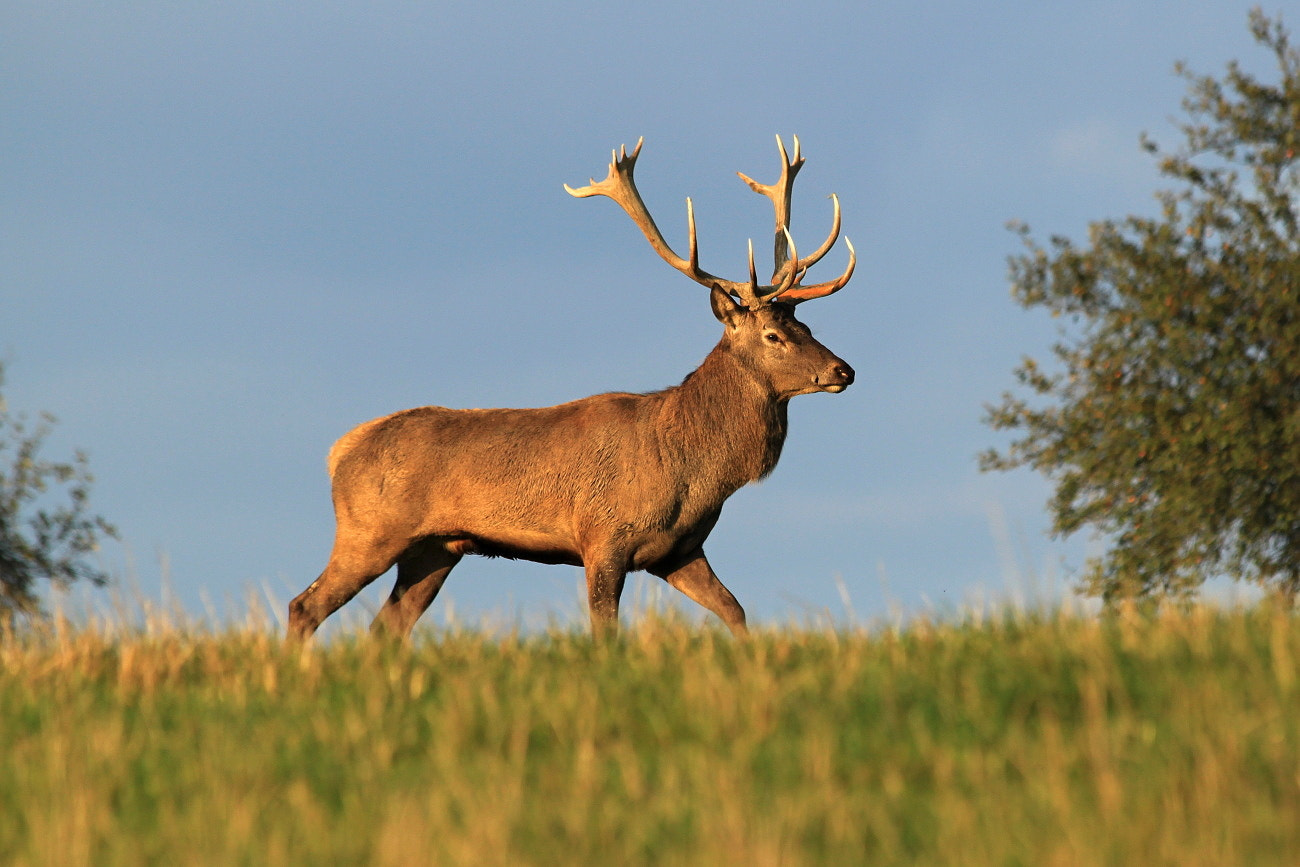 Canon EF 70-300mm F4-5.6 IS USM sample photo. Deer photography