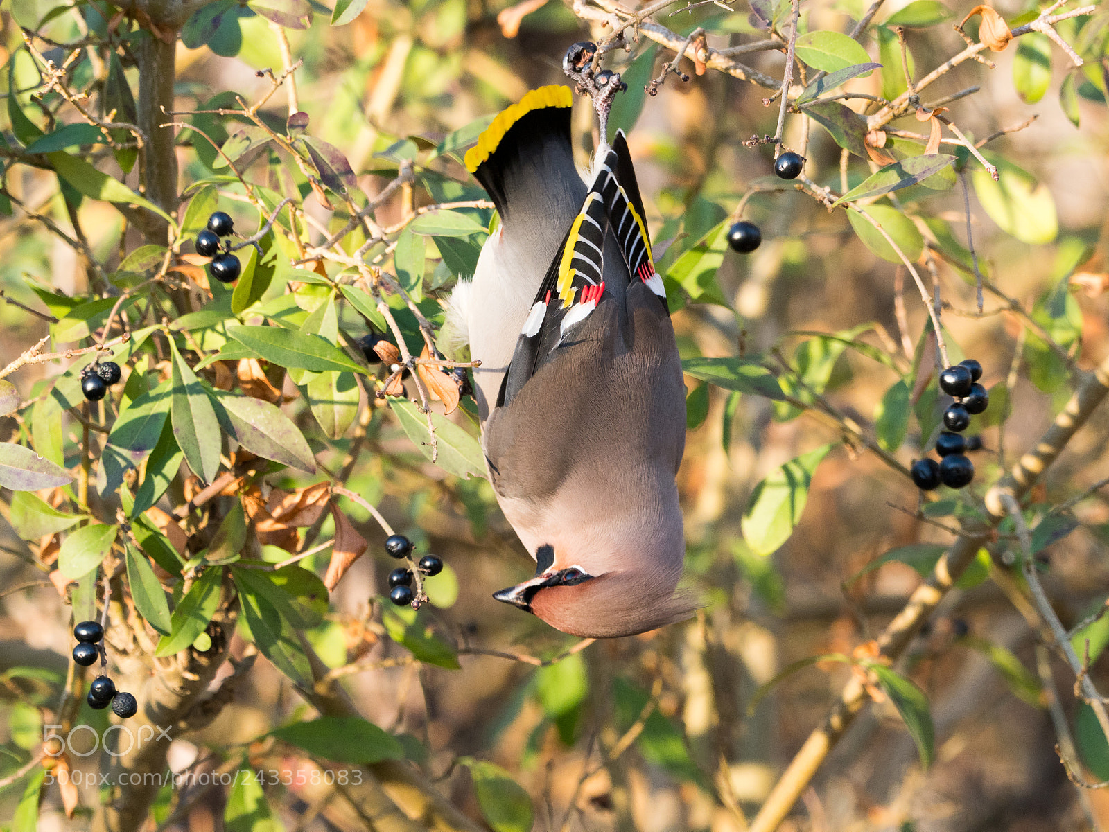 Olympus OM-D E-M1 Mark II sample photo. Bohemian waxwing photography